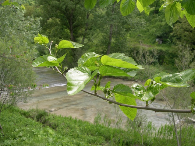 Morus alba / Gelso bianco